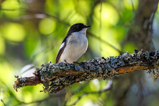 Trauerschn&auml;pper (Ficedula hypoleuca) M&auml;nnchen