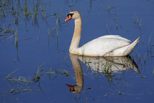 H&ouml;ckerschwan (Cygnus olor)