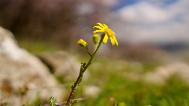 Lone Yellow Wildflower Blooming in a Rugged Rocky Spring Landscape