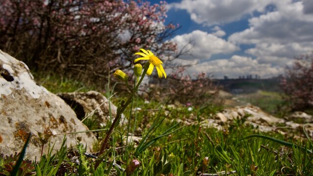 Lone Yellow Wildflower Blooming in a Rugged Rocky Spring Landscape