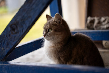 Gray domestic cat sitting inside a blue wooden frame, side profile portrait of a shorthaired pet looking away in natural light. © Marina
