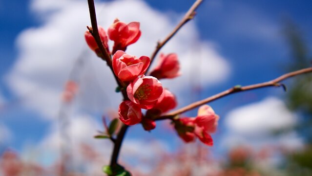 Bright Coral Flowering Quince Branch Reaching for the Sky