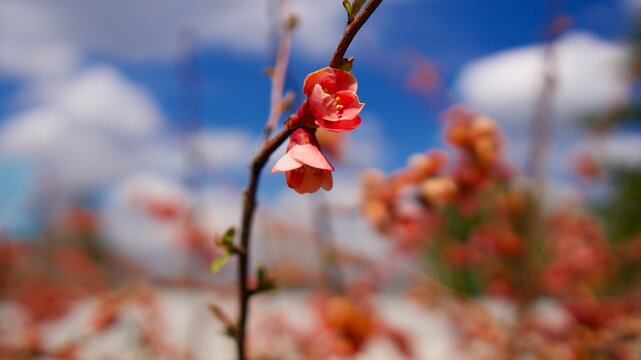 Minimalist Spring Branch with Red Blossoms and Soft Clouds
