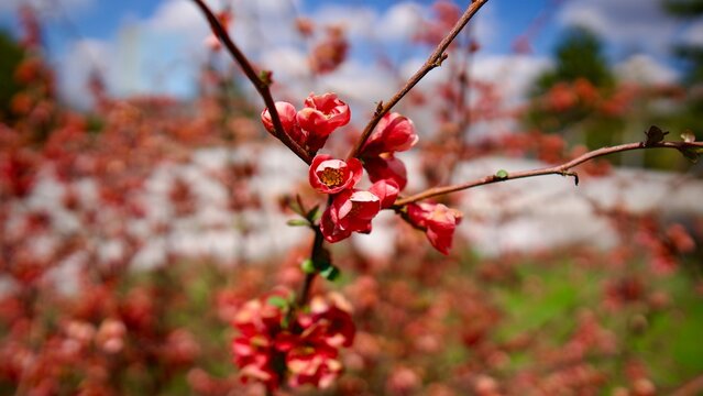 Close-up of Delicate Coral Quince Flowers in Full Bloom