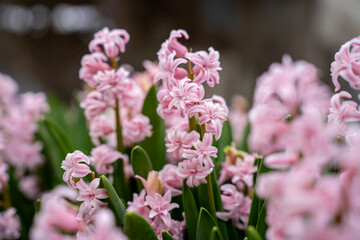 Obraz premium Close-up of pink hyacinth flowers blooming in garden bed, showing dense petals and green leaves during spring flowering season.
