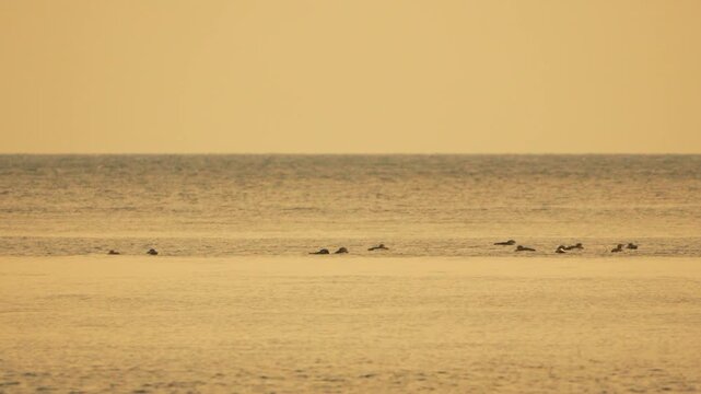Ducks swimming sunset peaceful waterfowl gliding across calm golden ocean waves during a serene warm evening