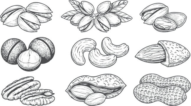 Hand-drawn Sketches of Assorted Nuts Including Pistachios, Almonds, Cashews, Peanuts, and Pecans for Food Illustrations, Packaging, and Digital Designs