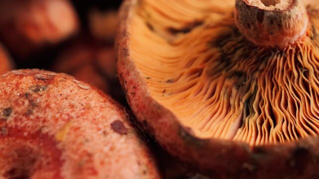 Mushrooms gills texture, a close-up of a pile of red saffron milk cap mushrooms, harvest season.