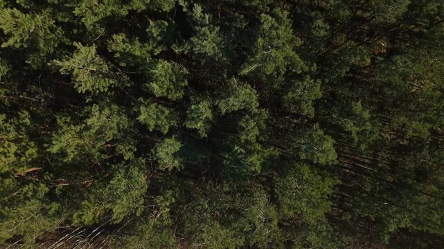 Forest Patch in Farmland &ndash; Medium Altitude Top Down Lateral Flyover