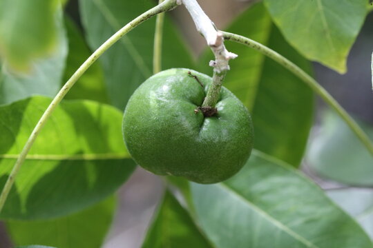White sapote fruit on tree, Casimiroa edulis tropical fruit growing on branch close up