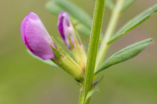 narrow leaved vetch
