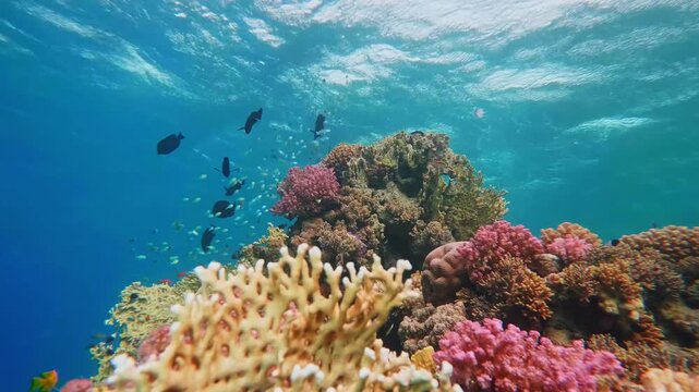 underwater footage captures a diverse array of colorful tropical fish swimming gracefully amidst a vibrant tapestry of hard and soft corals, bathed in the clear, sunlit blue waters of the ocean
