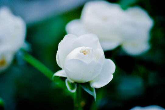 briosa rose , white rose or Garden roses , zaide rose or William Christie Rose or Mary Rose or Rosa damascena Mill or Rose or Damask rose or Rosaceae or white flower