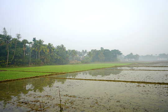 Paddy fields reflecting the sky in a rural Bengal landscape during the morning mist