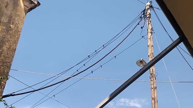 A group of swallows sits on wires that sway in the wind between houses on a spring day