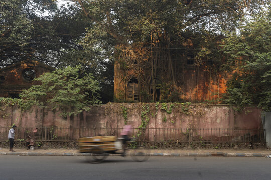 Kolkata, India - 05 December 2024: View of an old, weathered building overtaken by the roots of a banyan tree, its crumbling facade bathed in the warm glow of the setting sun.