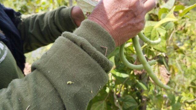 Farmer Hands Picking Common Beans