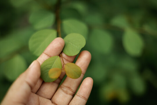 Harmony, Authentics, Human hand gently touching leaf, human connect nature