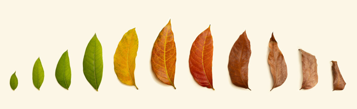 Leaf gradient from fresh green to dry brown, Human life cycle, aging process, life stages