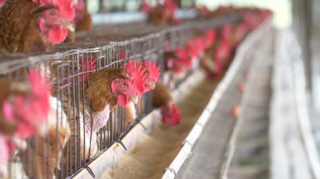 Brown hens in a battery cage system feeding from a trough, with fresh brown eggs on a collection tray. Industrial egg production and commercial poultry farming practices