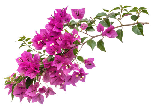 A vibrant branch of fuchsia bougainvillea flowers with lush green leaves is displayed perfect for designs on transparent background high quality professional detailed modern elegant stylish