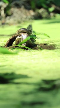 American Alligator Crunching Eating a Snake Silver River Florida Kayaking Epic Showdown