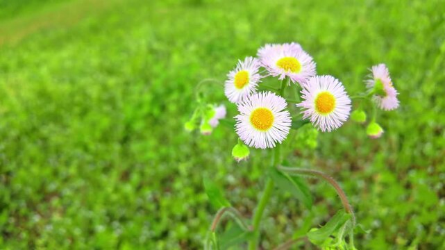 Green grassland daisy