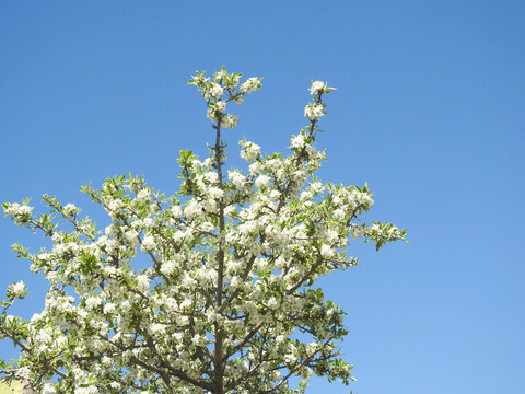Natura