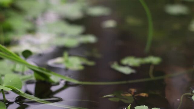 A serene pond scene with water lilies and greenery floating on the surface