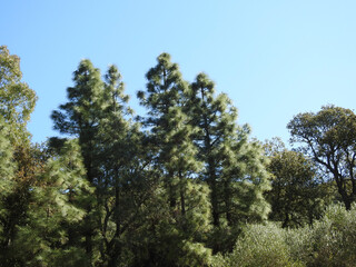 Fototapeta premium Natura