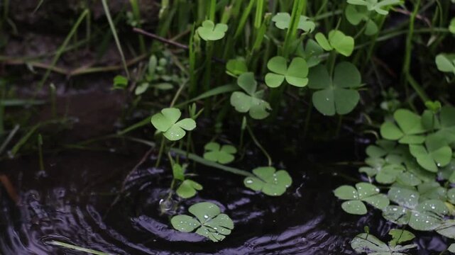 A close-up of water plants floating on a pond