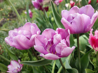 Fototapeta premium Tulip. Blooming tulip flower. Blooming tulip flower with purple petal in inflorescence on sunny spring morning. Blooming of blossoming violet tulip flower growing ground. Natural background