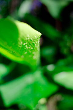 green leaves in the morning