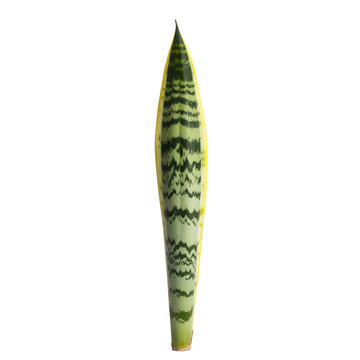 Snake Plant Leaf Isolated on White Background &ndash; Sansevieria Trifasciata Laurentii Single Leaf