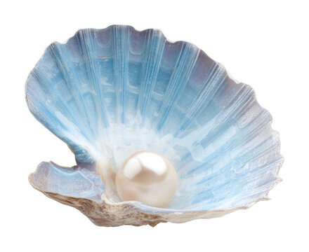 PNG Elegant pearl in blue shell