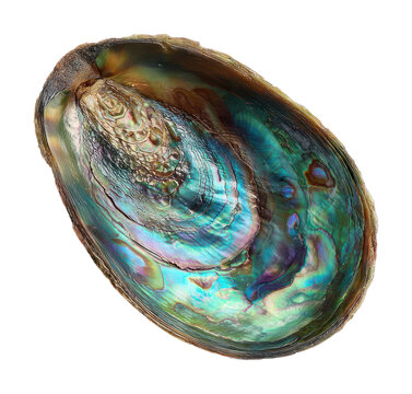 PNG Vibrant iridescent abalone shell beauty.