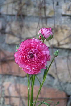Close-up of a pink buttercup (or Ranunculus) in bloom