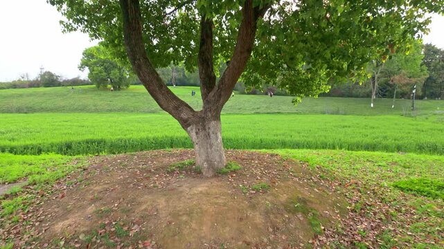 Green grassland single tree landscape