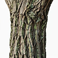 Naklejka premium Detailed Tree Bark Texture With Moss and Lichen Close up Isolated on White