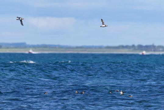 Atlantic Puffins flying and fishing in sea at Great Saltee Island, County Wexford during summer nesting season. Ferry boats carrying day trippers in distance. Ireland
