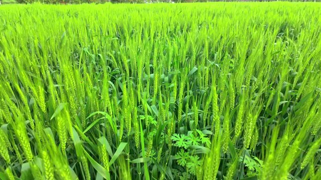 Close up image of green wheat field