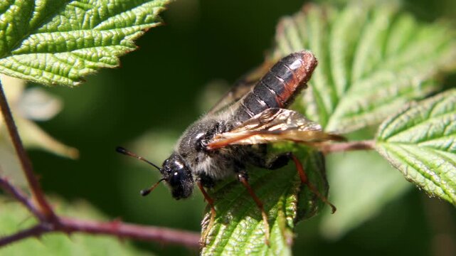 A birch sawfly sits on raspberry leaves. Close-up. 4k video