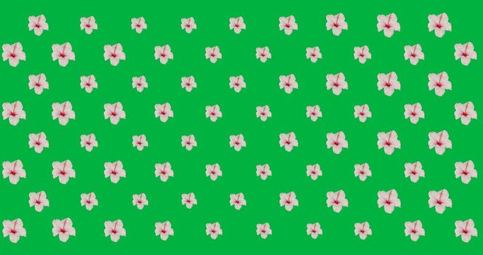 Tiled blooms on open transparent canvas staying static showing pale-pink petals red cores for print