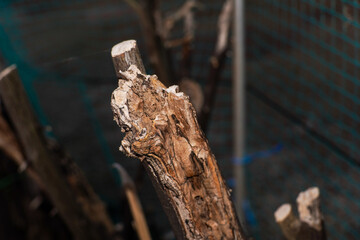 Fototapeta premium Close up of Weathered and Textured Tree Branch Showing Decay and Natural Patterns