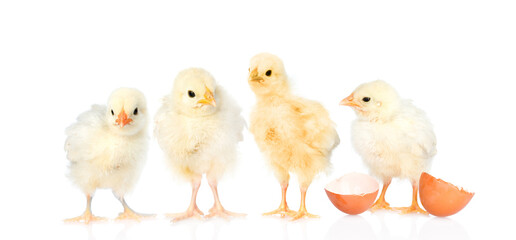 Fototapeta premium Group of chicken with eggshell. Isolated on white background