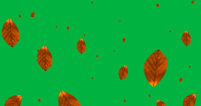 Digital animation of autumn leaves falling against black background