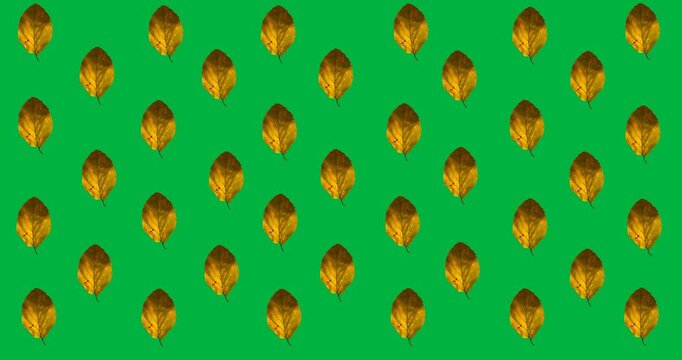 Digital animation of multiple autumn leaves in seamless pattern against black background