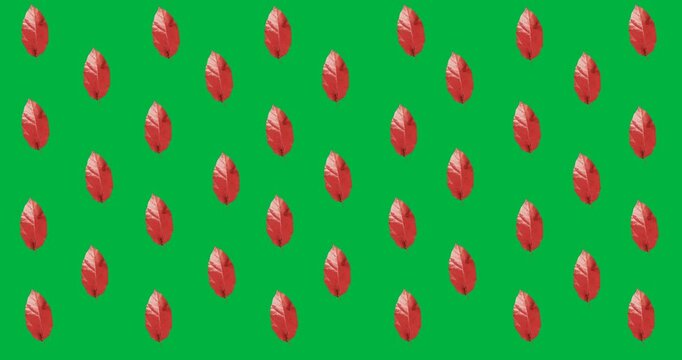 Digital animation of multiple red autumn leaves in seamless pattern against black background