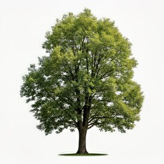 Fototapeta premium Lush Green Tree Against White Background