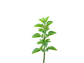 Fototapeta premium Origanum syriacum or Syrian oregano plant isolated on a white background